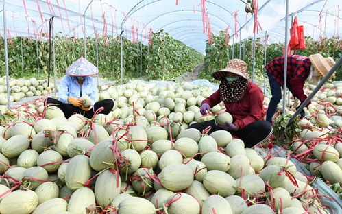 生鲜滞销与体育场地铺装 资源浪费的双重困境